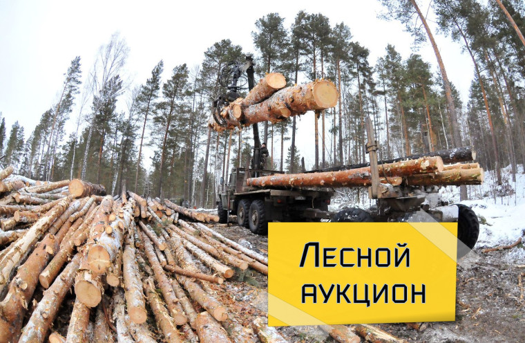 Информация об аукционах на право заключения договоров купли-продажи лесных насаждений в электронной форме.. Информация об аукционах на право заключения договоров купли-продажи лесных насаждений в электронной форме..