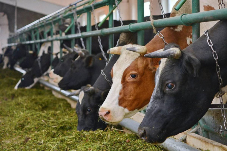 Актуально. Побочные продукты животноводства. Актуально. Побочные продукты животноводства.